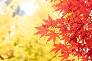 紅葉　年末年始休業のお知らせ　エフディホーム