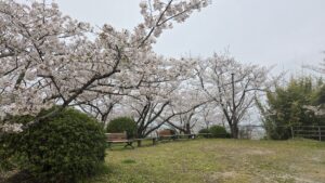 おすすめのお花見スポット情報　愛媛の工務店エフディホーム