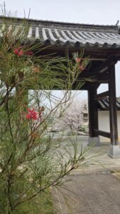 おすすめのお花見スポット情報　愛媛の工務店エフディホーム