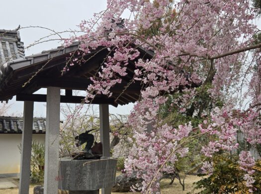 秘密にしたいお花見スポット　エフディホーム