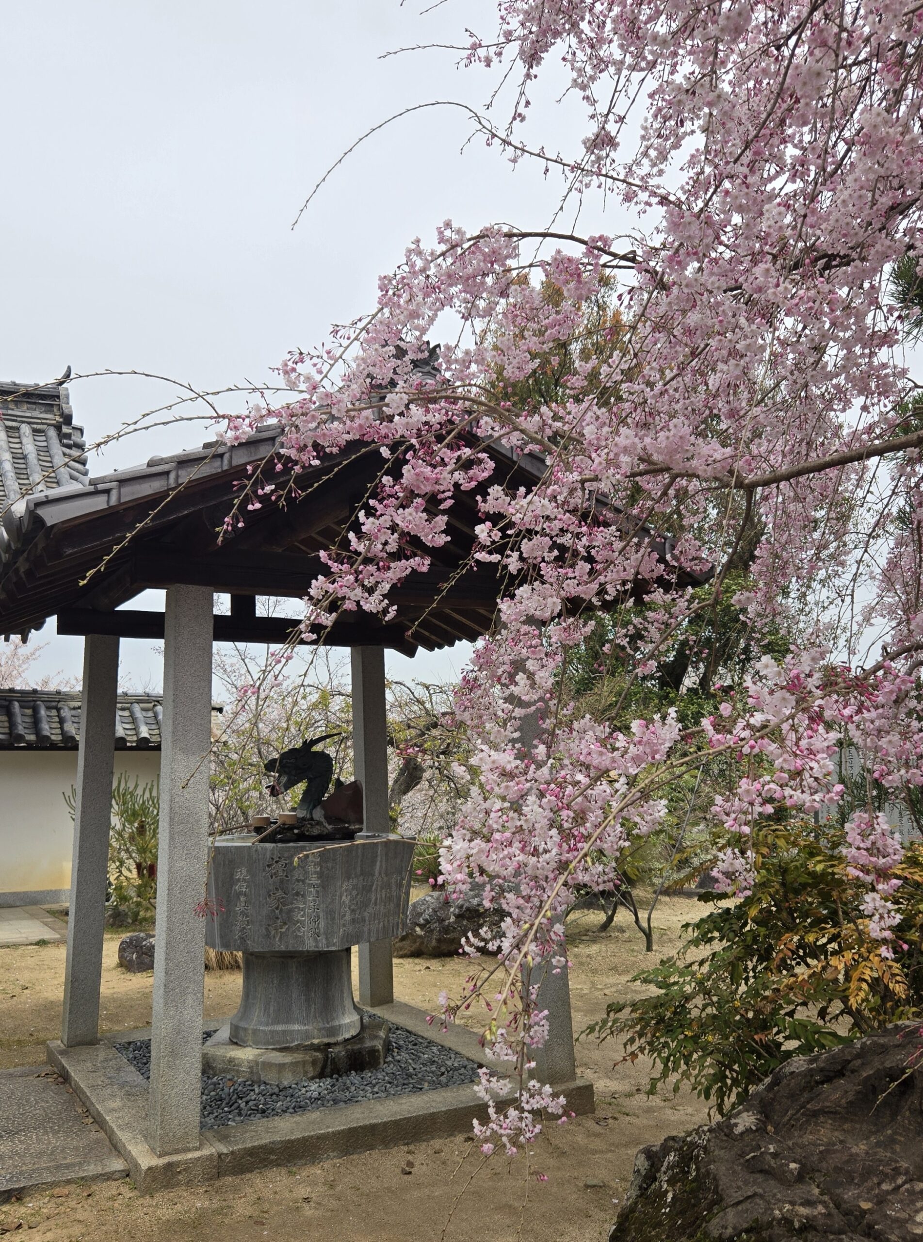 秘密にしたいお花見スポット　エフディホーム