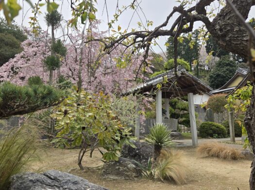 お庭にある和と洋の植物たち