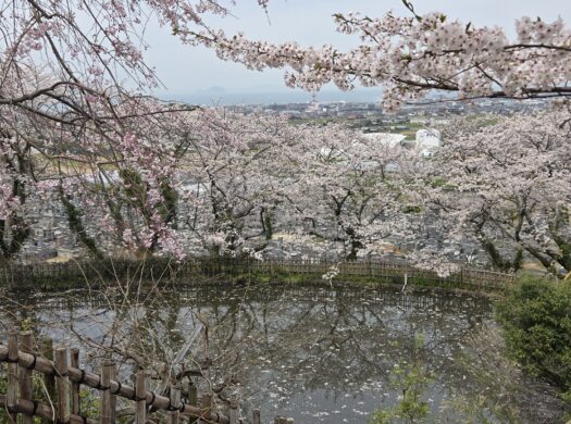 池に移る桜も美しい