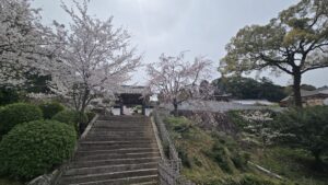 おすすめのお花見スポット情報　愛媛の工務店エフディホーム